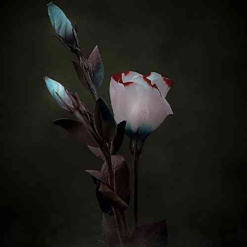 ماریا هورامی و هردی سلامی کراس